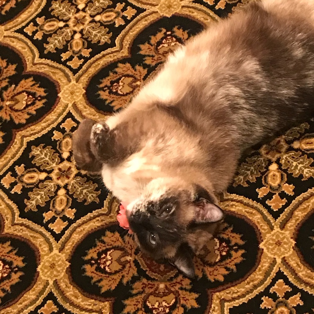 Meet your Posher, Mariam